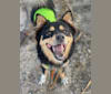 Kukku, a Shiba Inu and German Shepherd Dog mix tested with EmbarkVet.com