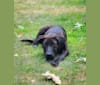 Harper, an American Pit Bull Terrier and Australian Shepherd mix tested with EmbarkVet.com