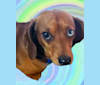 Casey, a Dachshund tested with EmbarkVet.com