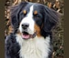 Maggie-Lynn, a Bernese Mountain Dog tested with EmbarkVet.com
