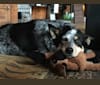 Dottie Jayne, an Australian Cattle Dog and Labrador Retriever mix tested with EmbarkVet.com