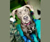 Storm, an American Pit Bull Terrier and American Staffordshire Terrier mix tested with EmbarkVet.com