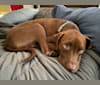Bubbles, a Boxer and Labrador Retriever mix tested with EmbarkVet.com