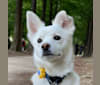 Laang, a Japanese or Korean Village Dog tested with EmbarkVet.com