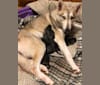 Montana, a Siberian Husky and Boston Terrier mix tested with EmbarkVet.com