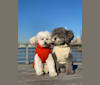 Photo of Roger, a Poodle (Small)  in Indiana, USA