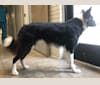Photo of Shine On’s A Great Deal of Bravery “Neville”, a Border Collie  in Sturbridge, MA, USA