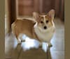 Kudzu (Zuzu), a Pembroke Welsh Corgi tested with EmbarkVet.com