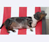 Lucy, a Dachshund and Miniature Schnauzer mix tested with EmbarkVet.com