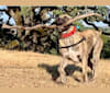 Koa, a Perro de Presa Canario tested with EmbarkVet.com