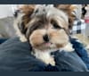 Bailey, a Biewer Terrier tested with EmbarkVet.com