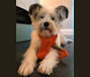 Bomi, a Japanese or Korean Village Dog tested with EmbarkVet.com