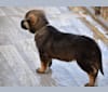 Trixie, an Alaskan Malamute and German Shepherd Dog mix tested with EmbarkVet.com