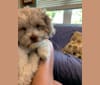 Photo of Remy, a Poodle (Small) and Lhasa Apso mix in St. Petersburg, Florida, USA