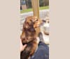 Photo of Chase, an English Shepherd, Labrador Retriever, Beagle, Siberian Husky, and Norwegian Elkhound mix in Pottsville, Pennsylvania, USA