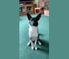 Bailey, a Border Collie and Shetland Sheepdog mix tested with EmbarkVet.com