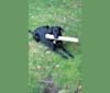 Daisy, a German Shepherd Dog and Labrador Retriever mix tested with EmbarkVet.com