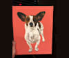 Bubbie, a Rat Terrier and Dachshund mix tested with EmbarkVet.com