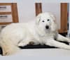 Yoshi, a Maremma Sheepdog tested with EmbarkVet.com
