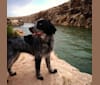 Photo of Riley, an English Springer Spaniel, Australian Cattle Dog, Australian Shepherd, Brittany, and Border Collie mix in Phoenix, Arizona, USA