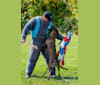 Photo of Devani, a Belgian Malinois and Dutch Shepherd mix in Springfield, MO, USA