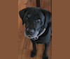 Rugged, a Labrador Retriever tested with EmbarkVet.com