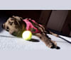 Charlie Bear, an American English Coonhound and Labrador Retriever mix tested with EmbarkVet.com