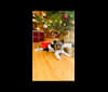 Photo of Ollie Gut Aussehend Schatzi, a Biewer Terrier  in Hillsboro, OR, USA