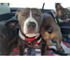 Drax, an American Pit Bull Terrier and American Staffordshire Terrier mix tested with EmbarkVet.com