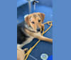 Reggie, a Labrador Retriever and Rottweiler mix tested with EmbarkVet.com