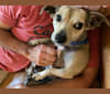 Harley, a Chihuahua and Dachshund mix tested with EmbarkVet.com