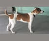 Scoot, a Russell-type Terrier tested with EmbarkVet.com