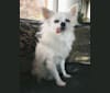Dolly, a Chihuahua tested with EmbarkVet.com
