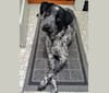 Molly, an Australian Cattle Dog and Labrador Retriever mix tested with EmbarkVet.com