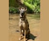 River, a German Shepherd Dog and Dutch Shepherd mix tested with EmbarkVet.com