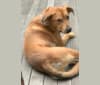 Photo of Jax, an Alaskan Malamute, American Pit Bull Terrier, Beagle, and Treeing Walker Coonhound mix in North Carolina, USA