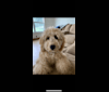 Dex, a Goldendoodle tested with EmbarkVet.com
