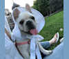 Bao Bao, a French Bulldog tested with EmbarkVet.com