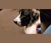 Elara, a Pyrenean Mastiff tested with EmbarkVet.com
