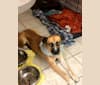 Haku, a Siberian Husky and American Pit Bull Terrier mix tested with EmbarkVet.com