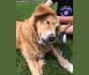 Jersey Girl, a Great Pyrenees and Border Collie mix tested with EmbarkVet.com