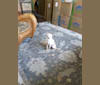 GURU, a Chihuahua and Pomeranian mix tested with EmbarkVet.com