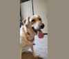 Bella, a German Shepherd Dog and Labrador Retriever mix tested with EmbarkVet.com