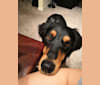 Photo of Grace, a Doberman Pinscher and Rottweiler mix in Waco, Texas, USA