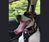 Photo of Belle, an American Pit Bull Terrier, American Bulldog, and Boxer mix in Tennessee, USA