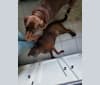 Photo of Rufus, a Labrador Retriever, American Pit Bull Terrier, and Australian Cattle Dog mix in Rantoul, Illinois, USA