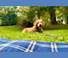 Kosko, a Poodle (Small) and Labrador Retriever mix tested with EmbarkVet.com