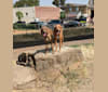 Hazelnut, a Plott and Treeing Walker Coonhound mix tested with EmbarkVet.com