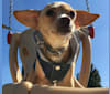 Photo of Elizabeth Taylor, a Chihuahua, Poodle (Small), and Mixed mix in Big Bear Lake, California, USA