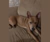 Photo of Trixie, an American Pit Bull Terrier, German Shepherd Dog, Chow Chow, and Mixed mix in Katy, Texas, USA